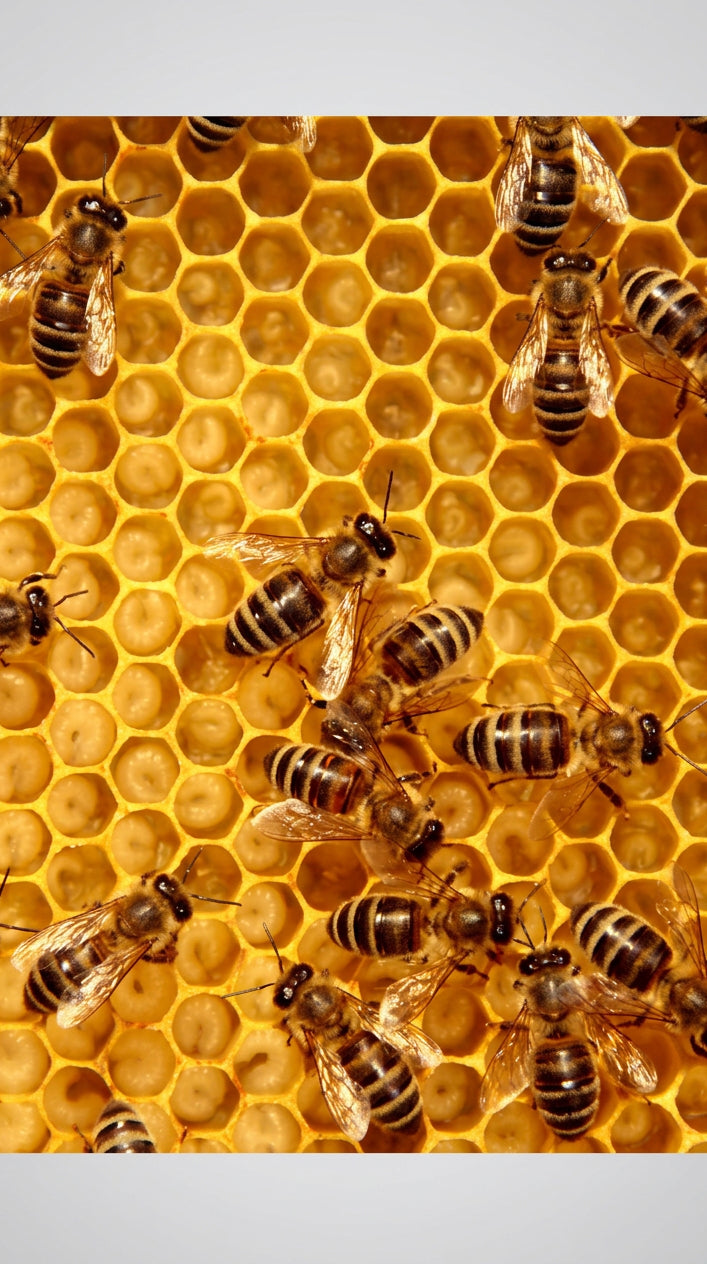 Look for propolis, not just promises